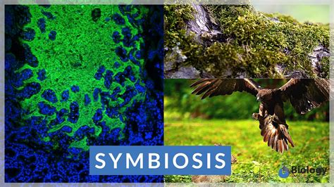 Symbiosis Wat Exam Examples