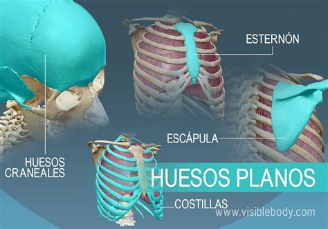 Aprenda anatomía del esqueleto | Tipos de huesos