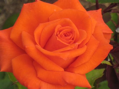 Orange Rose Wallpapers