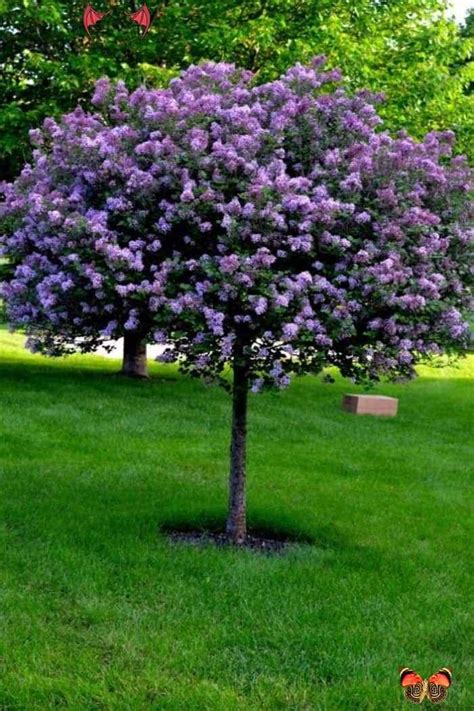 Beautiful Dwarf Lilac Trees For Your Garden Purple Flowering Dwarf ...