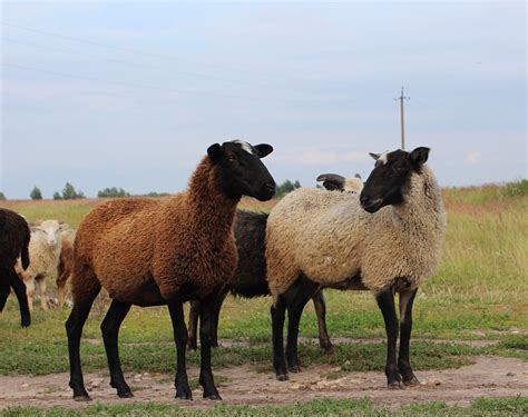 Sheep,animals,baran,field,free pictures - free image from needpix.com