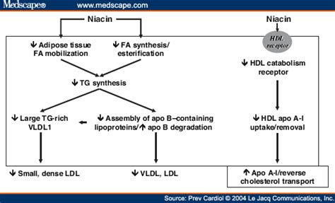 photoaltan30: atorvastatin mechanism of action