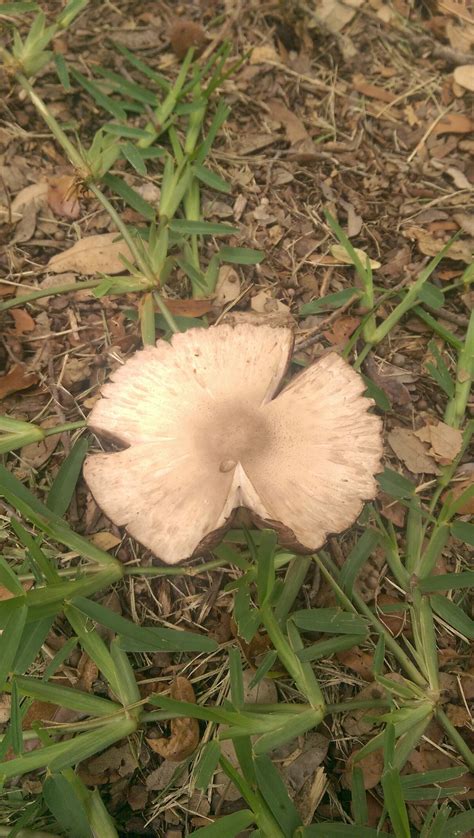 Id Help - South Texas - San Antonio - Mushroom Hunting and ...