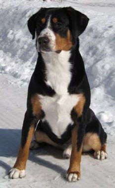 Training & Breed Information on Entlebucher Mountain Dog | Berghonden ...