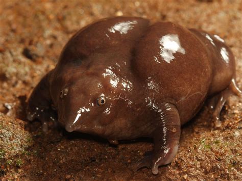 Indian purple frog is an absolute unit : r/AbsoluteUnits