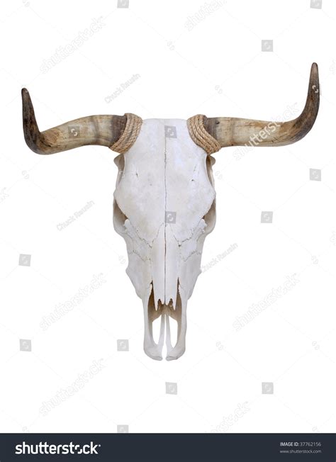 Bull Skull Horns Stock Photo 37762156 - Shutterstock