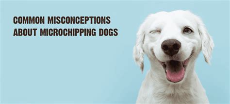 Why Microchipping Your Dog Is a Must: 5 Benefits and Process Explained