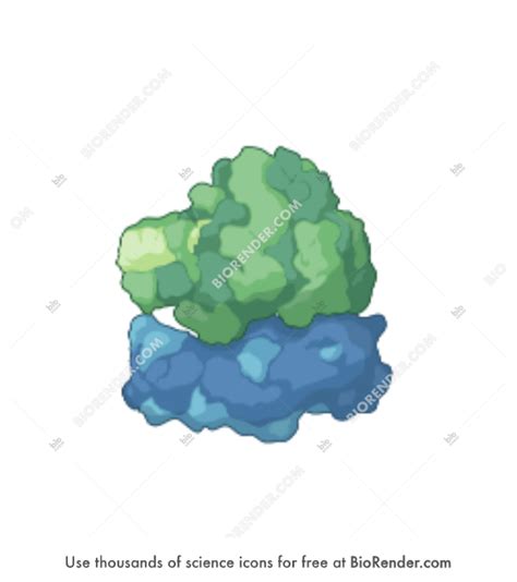 Free Ribosome (3D) Icons, Symbols & Images | BioRender