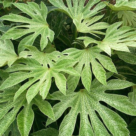 Fatsia ‘Spider’s Web’ | TERRA NOVA® Nurseries, Inc.