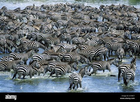 Zebras crossing Mara River on migration Kenya Stock Photo - Alamy