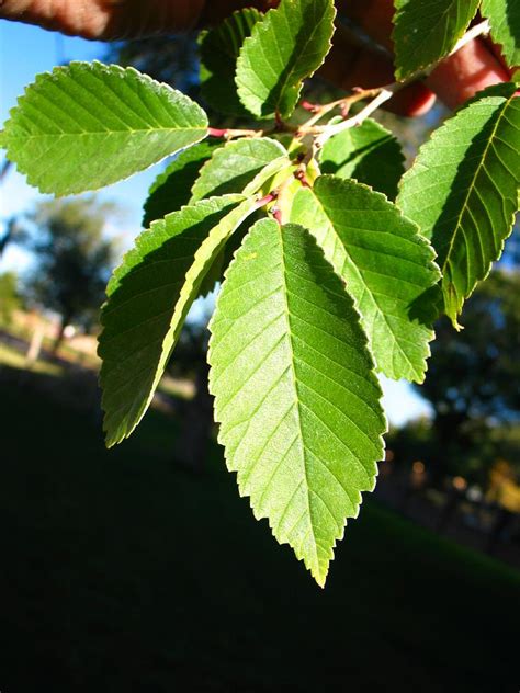 Fashion Pure: american elm tree pictures