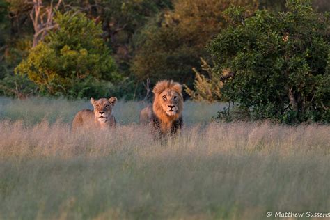 Go on a Safari in the Kruger National Park - live online tour from Kruger National Park