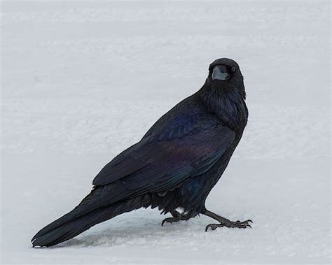 The Colors of the Raven by Tracie Fernandez | Color, Raven, Pet birds