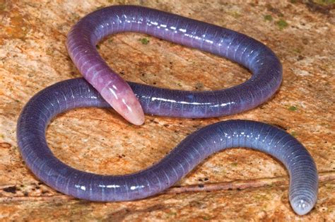 Sciency Thoughts: A new species of Caecilian from French Guiana.