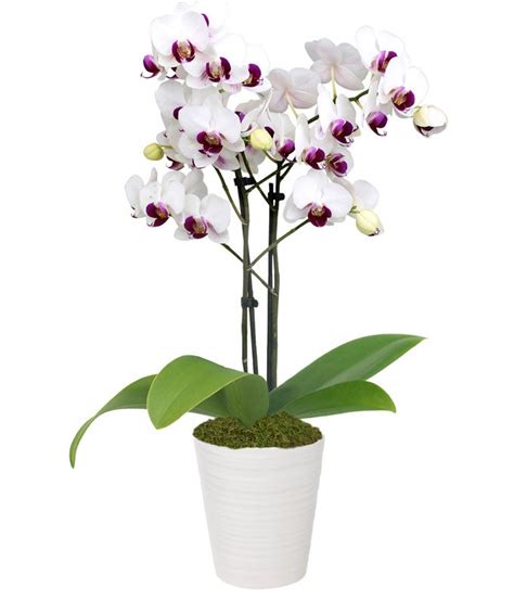 Purple & White Delight Orchid Plant at From You Flowers