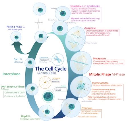 Analyzing the Role of the G0 Phase in the Cell Cycle Practice | Biology Practice Problems ...