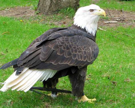 World Beautiful Birds : The Bald Eagle | Facts Information & Pictures