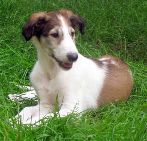 Training Borzoi Puppies