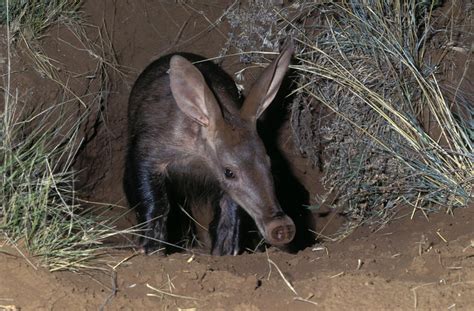 What Do Aardvarks Eat?