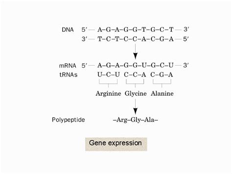 Gene expression | Gene expression, Expressions, Gene