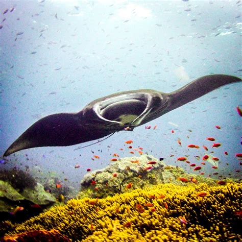 Is Raja Ampat the best diving in the world? | Raja Ampat Dive Sites