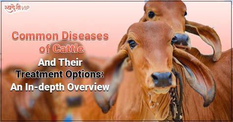 Common Diseases of Cattle and their Treatment Options - SwadeshiVIP