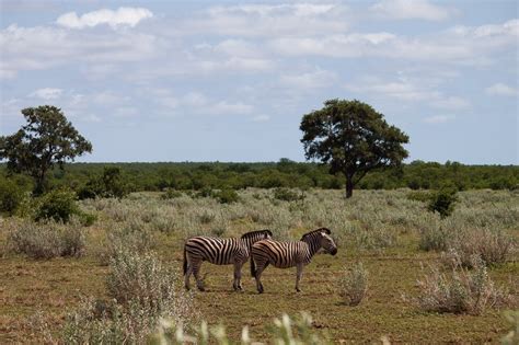 16 Kruger Safari Tips to See More Animals and Have a Better Trip