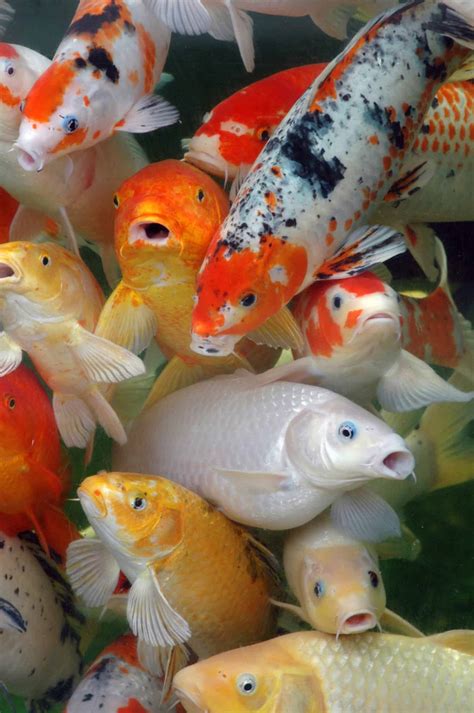 A Complete Guide To Making Homemade Koi Food - Pond Heaven