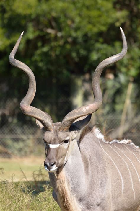 Amazing kudu's horns - About Wild Animals