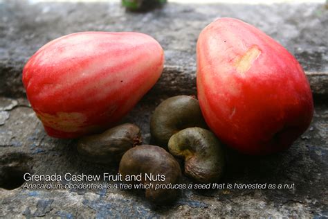 Fruits of Grenada – The Grenada Chocolate Company