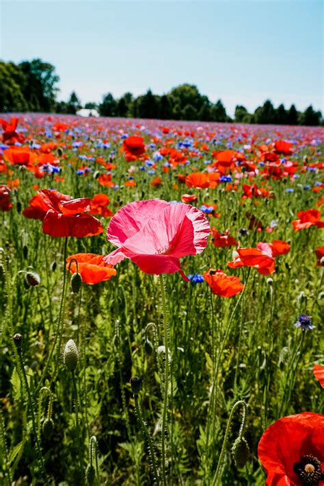 Poppy Field in Fennville, Michigan - WELL PLANNED ADVENTURES