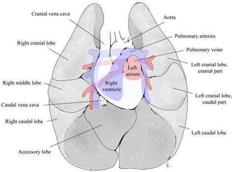 Pulmonary Vein: Embryology, Anatomy, Function and Disease | IntechOpen