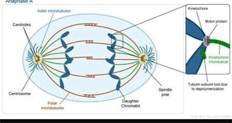 another name of spindle fibres - Brainly.in