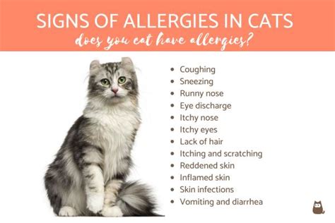 Signs of Allergies in Cats - Does Your Cat Have Allergies?