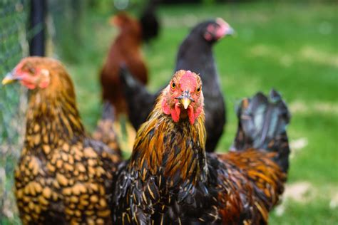 John Oliver on Big Chicken - Farm Aid