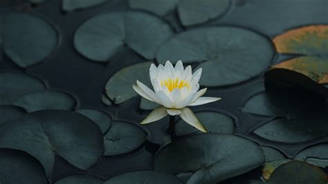 Lotus Petals Leaves 4K HD Wallpapers | HD Wallpapers | ID #32171