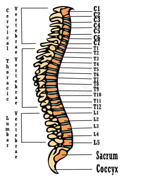 Human spine anatomy scheme. Very high hand drawing illustration. On ...