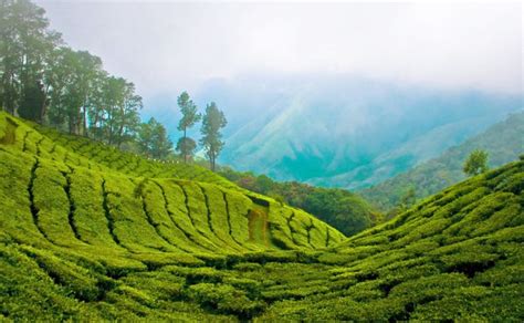 cardamom hills kerala - Google Search | Munnar, Kerala tourism, India tour