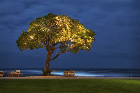 Tree at the Four Seasons Hualalai | A tree on the beach at t… | Flickr