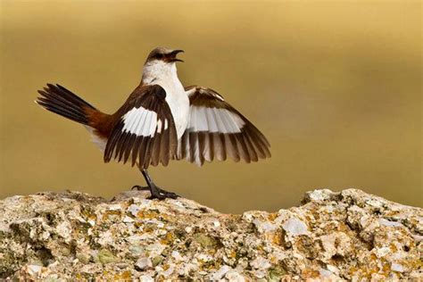 This Crow Is The Smartest Bird You've Ever Seen | HuffPost Impact