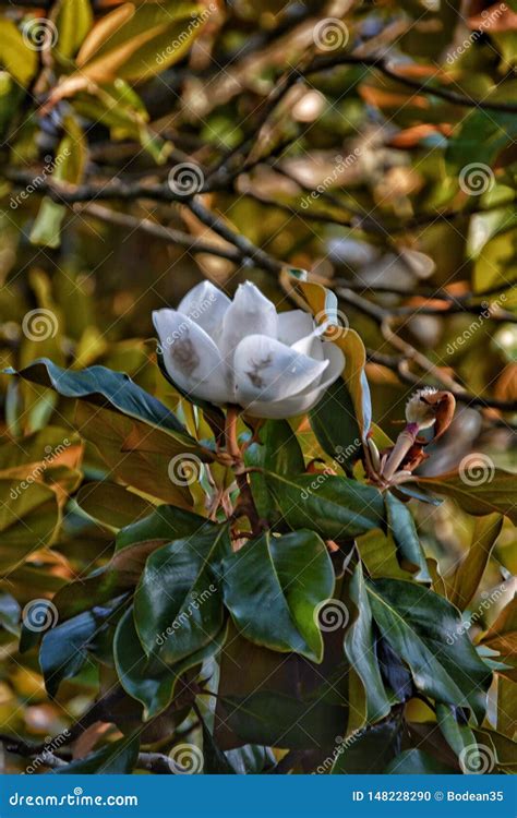 Magnolia Mississippi Tree Stock Photos - Download 58 Royalty Free Photos