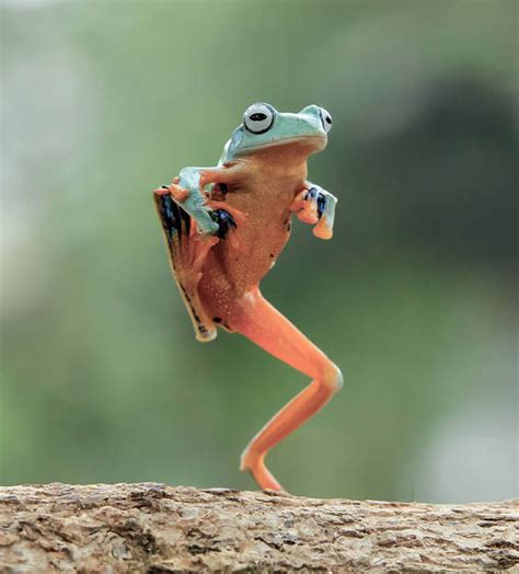 Ribbit ing display by a dancing frog | Nature | News | Express.co.uk