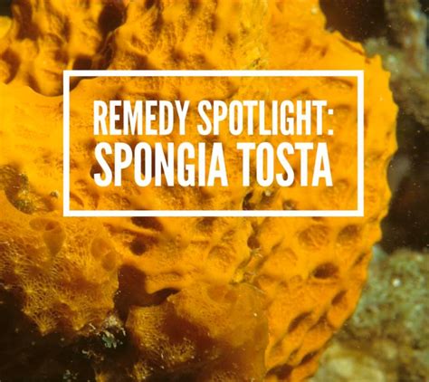 Remedy : Spongia tosta | ONTARIO COLLEGE OF HOMEOPATHIC MEDICINE