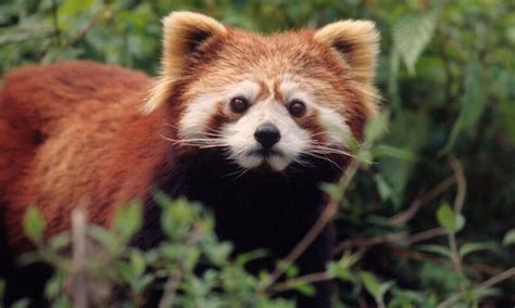 China’s Other Incredible Wildlife | Blog Posts | WWF