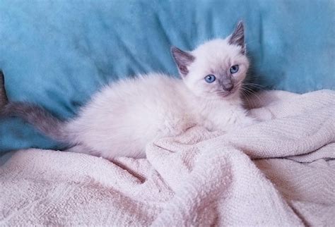 Blue Point Siamese Cat: Info, Pictures, Characteristics & Facts | Hepper