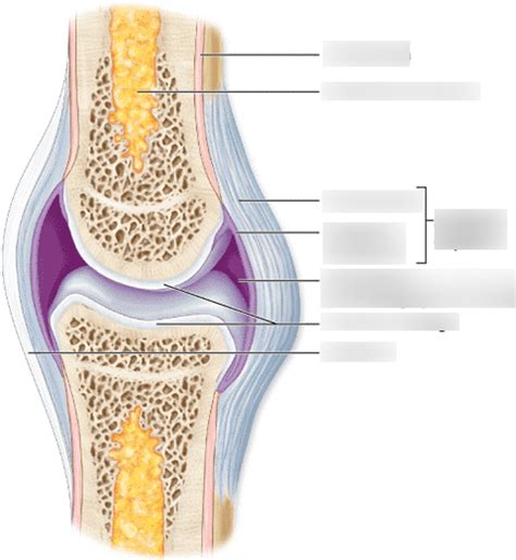 Joint Capsule Diagram | Quizlet