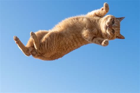 PsBattle: this jumping cat : r/photoshopbattles