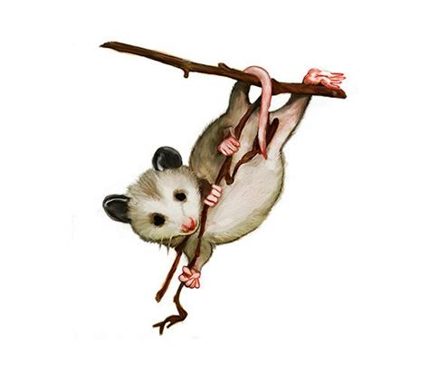 Possum Clipart | Free download on ClipArtMag