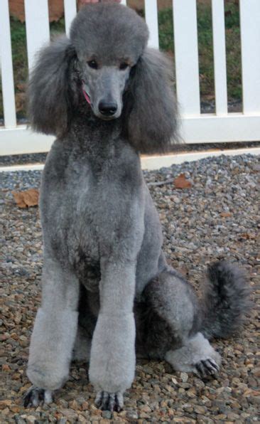 Poodle puppy, Poodle dog, Cute dogs