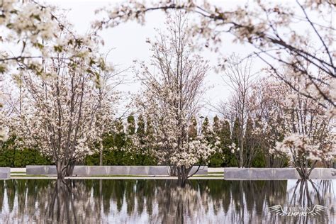 10 Free Cherry Blossom Zoom Backgrounds & Screensavers Background Screensavers, Save Image ...